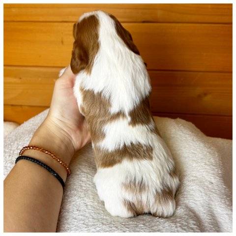 Melody  cucciolo bulldog francese Blenheim - Bianco Arancio